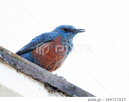 野鳥：イソヒヨドリ：オス婚姻色：恋の季節：民家の屋根の上 104717837