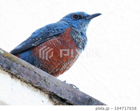 野鳥:イソヒヨドリ:オス婚姻色:恋の季節:民家の屋根の上 野鳥:イソヒヨドリ:オス婚姻色:恋の季節:民家の屋根の上 104717838
