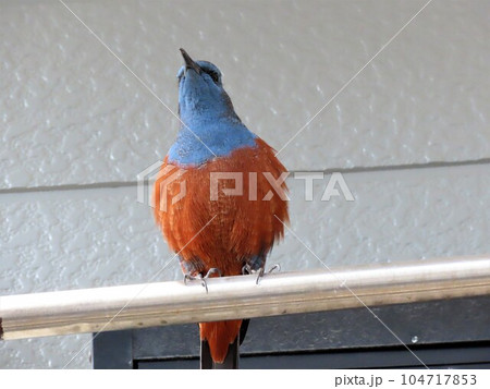 野鳥：イソヒヨドリ：オス婚姻色：恋の季節：民家の屋根の上 104717853
