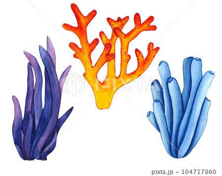 Watercolor illustrations blue and violet seaweed, red coral reef and underwater plants. Hand painted botanical clip art sea grass for kids print, decoration and design 104717860