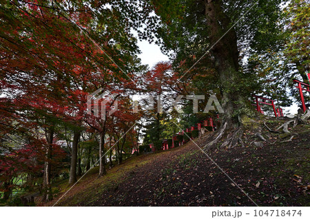 王地山まけきらい稲荷の紅葉 王地山まけきらい稲荷の紅葉 104718474