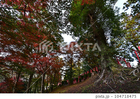 王地山まけきらい稲荷の紅葉 104718475