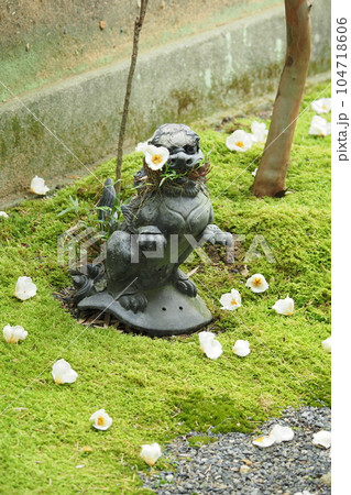 沙羅双樹の花 沙羅双樹の花 104718606