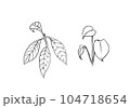 観葉植物　葉っぱ 104718654