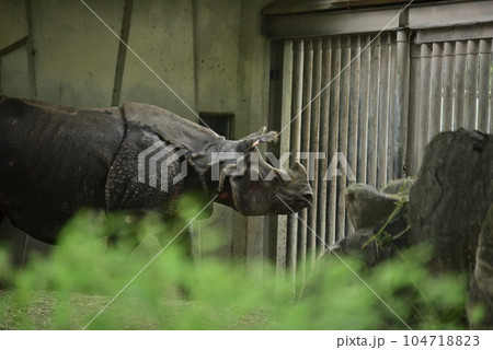 東山動植物園のクロサイ 東山動植物園のクロサイ 104718823