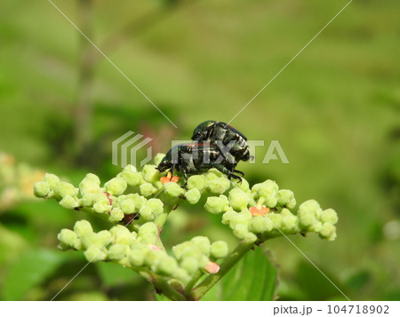 ヤブガラシの上で交尾中の「マメコガネ」 ヤブガラシの上で交尾中の「マメコガネ」 104718902