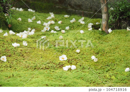 寺の庭の苔の上に散った夏椿の花 104718916