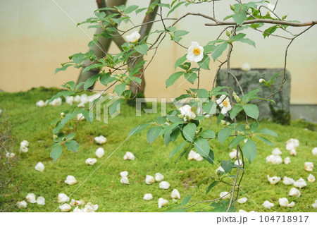 寺の庭の沙羅双樹の花 104718917
