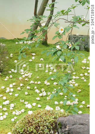 寺の庭に咲く沙羅双樹の花 104718918