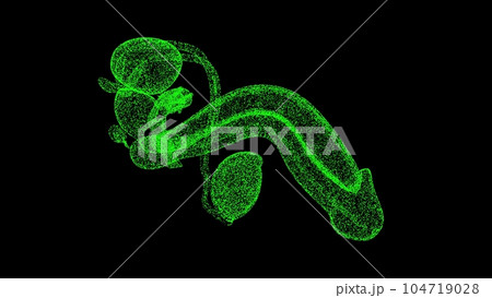 3D Male and female genitals on black bg. Reproductive system human body. Object dissolved flickering particles. Scientific medical concept. For title, text, presentation. 3d animation. 3D Male and female genitals on black bg. Reproductive system human body. Object dissolved flickering particles. Scientific medical concept. For title, text, presentation. 3d animation. 104719028