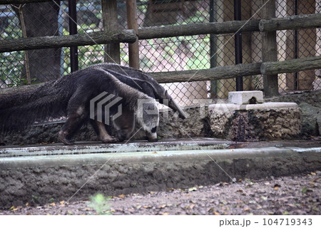 東山動植物園のオオアリクイ 東山動植物園のオオアリクイ 104719343