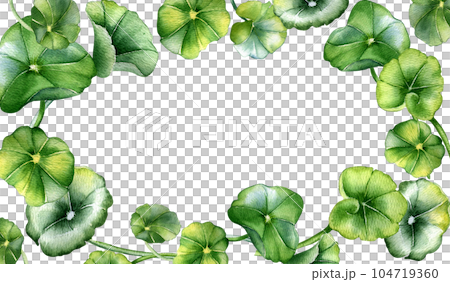 Frame of centella asiatica, herbal plants watercolor illustration isolated on white. Pennywort, gotu kola, rounded leaves board hand drawn. Design for package, label, herbal plants collection Frame of centella asiatica, herbal plants watercolor illustration isolated on white. Pennywort, gotu kola, rounded leaves board hand drawn. Design for package, label, herbal plants collection 104719360