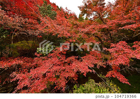 竹谷山渓谷の紅葉 竹谷山渓谷の紅葉 104719366