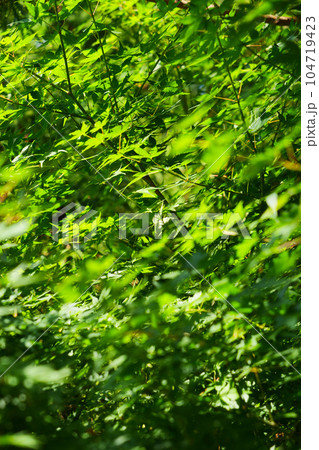 ≪縦長≫ 新緑のもみじ 104719423