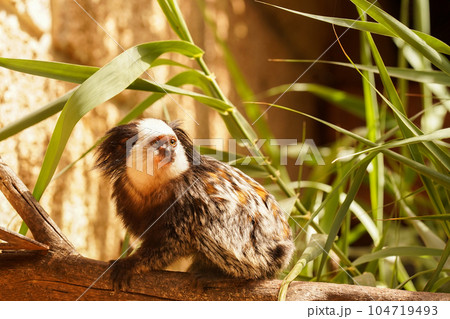 A black and white capuchin sits on a branch in the thickets of reeds A black and white capuchin sits on a branch in the thickets of reeds 104719493
