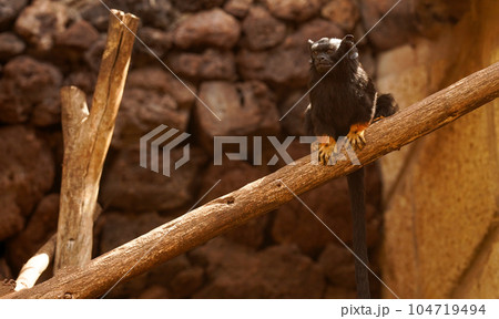 A black capuchin with yellow legs sits on a branch against a background of rocks. A capuchin monkey having rest on a branch A black capuchin with yellow legs sits on a branch against a background of rocks. A capuchin monkey having rest on a branch 104719494