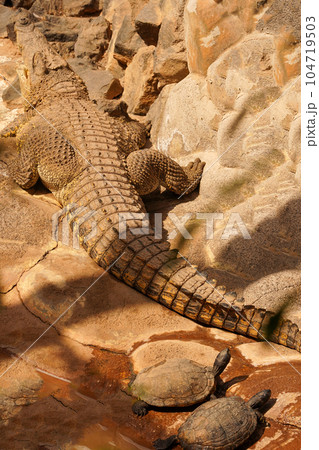 The alligator basks on the rocks. Crocodile on the sun. Back view 104719503