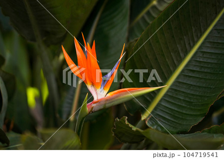 Exotic orange flower on the background of the jungle. The beauty of wildlife. Travel concept Exotic orange flower on the background of the jungle. The beauty of wildlife. Travel concept 104719541