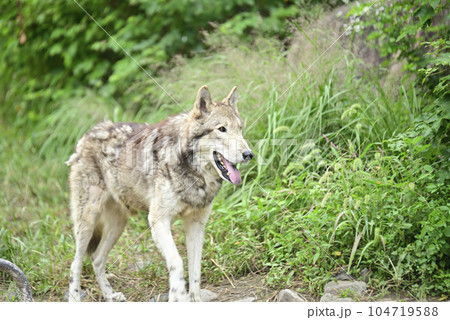 東山動植物園のシンリンオオカミ 東山動植物園のシンリンオオカミ 104719588