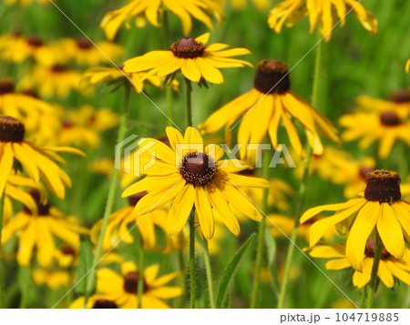 満開のルドベキア 満開のルドベキア 104719885