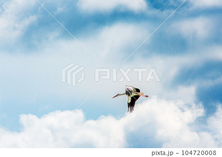 The flight of a stork in a stormy sky among the clouds 104720008