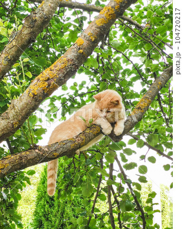 Red cat sits on a tree branch Red cat sits on a tree branch 104720217