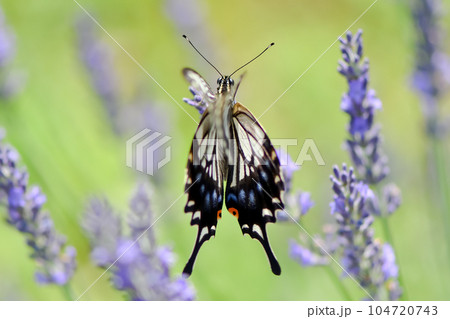 ラベンダーの蜜を吸うアゲハチョウ ラベンダーの蜜を吸うアゲハチョウ 104720743