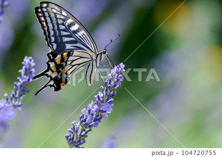 ラベンダーの蜜を吸うアゲハチョウ ラベンダーの蜜を吸うアゲハチョウ 104720755