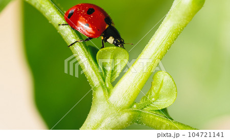 Ladybug under the basil leaf o fa plant 104721141