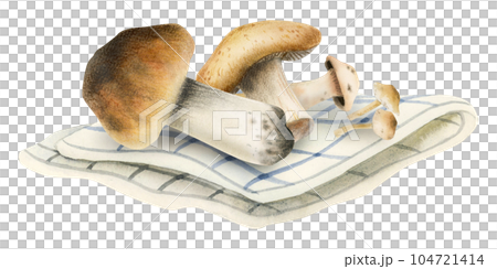 Forest brown edible mushrooms boletus harvest on kitchen towel watercolor illustration isolated on white background. For cookbook, recipes, wrapping, autumn food festival 104721414