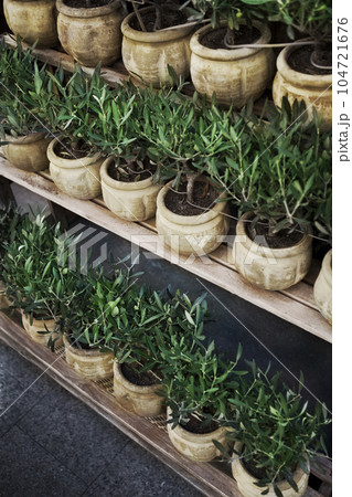 Small potted trees on shelves Small potted trees on shelves 104721676