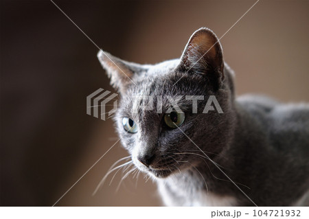 Korat cat lies on the brown background. Korat cat lies on the brown background. 104721932