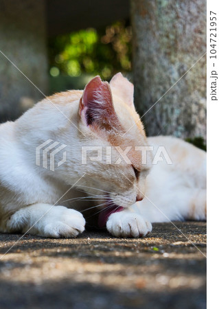 ≪縦長≫ 手をなめる猫~耳カット ≪縦長≫ 手をなめる猫~耳カット 104721957