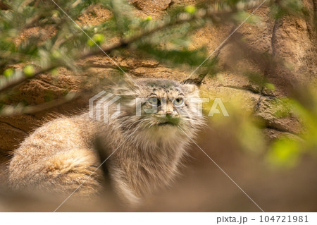 マヌルネコ マヌルネコ 104721981