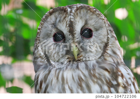 フクロウ 104722106