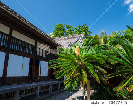 夏の青空と掛川城御殿の蘇鉄 104722359