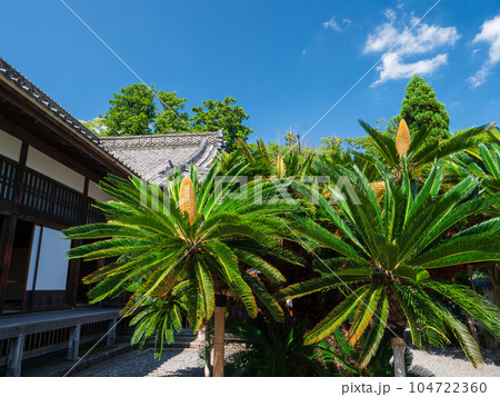 夏の青空と掛川城御殿の蘇鉄 夏の青空と掛川城御殿の蘇鉄 104722360