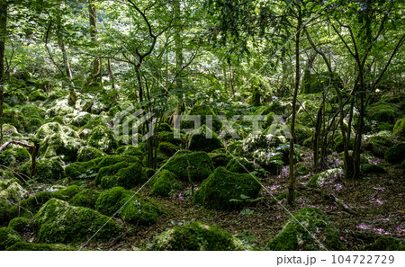 苔むす森新緑の頃 苔むす森新緑の頃 104722729