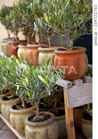 Growing as a Provencal vegetation Growing as a Provencal vegetation 104722783
