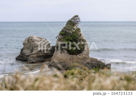 茨城県日立市 東滑川海浜緑地のグミ島 茨城県日立市 東滑川海浜緑地のグミ島 104723133