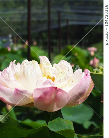 蓮の花とつぼみ 蓮の花とつぼみ 104723316