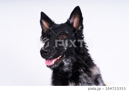 Black mudi dog looking at camera with amazing expression, studio shot 104723353