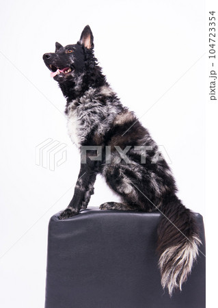 Black mudi dog looking at camera with amazing expression, studio shot 104723354