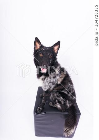 Black mudi dog looking at camera with amazing expression, studio shot 104723355