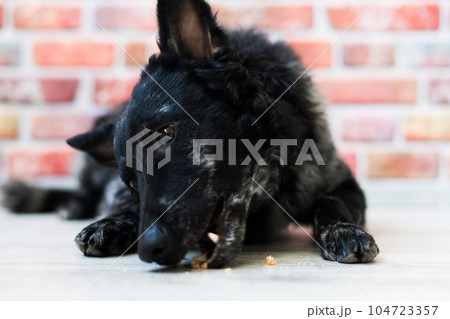 Black mudi dog looking at camera with amazing expression, studio shot 104723357