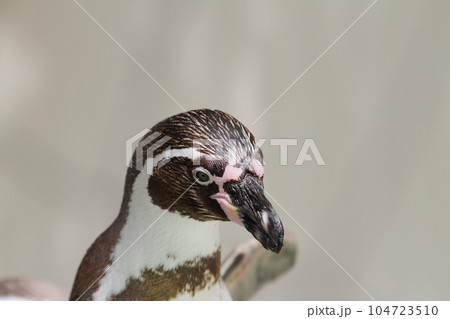 フンボルトペンギン 104723510