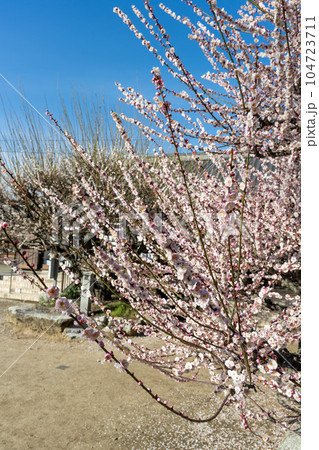 白梅の花 樹齢450年以上の臥龍梅(がりゅうばい)観光名所 普光寺(ふこうじ)福岡県大牟田市 白梅の花 樹齢450年以上の臥龍梅(がりゅうばい)観光名所 普光寺(ふこうじ)福岡県大牟田市 104723711