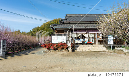 本堂風景　　樹齢450年以上の臥龍梅（がりゅうばい）観光名所　普光寺（ふこうじ）福岡県大牟田市 104723714