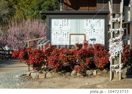 本堂案内版 樹齢450年以上の臥龍梅(がりゅうばい)観光名所 普光寺(ふこうじ)福岡県大牟田市 本堂案内版 樹齢450年以上の臥龍梅(がりゅうばい)観光名所 普光寺(ふこうじ)福岡県大牟田市 104723715