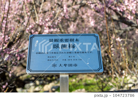 臥龍梅案内版　樹齢450年以上の臥龍梅（がりゅうばい）観光名所　普光寺（ふこうじ）福岡県大牟田市 104723786